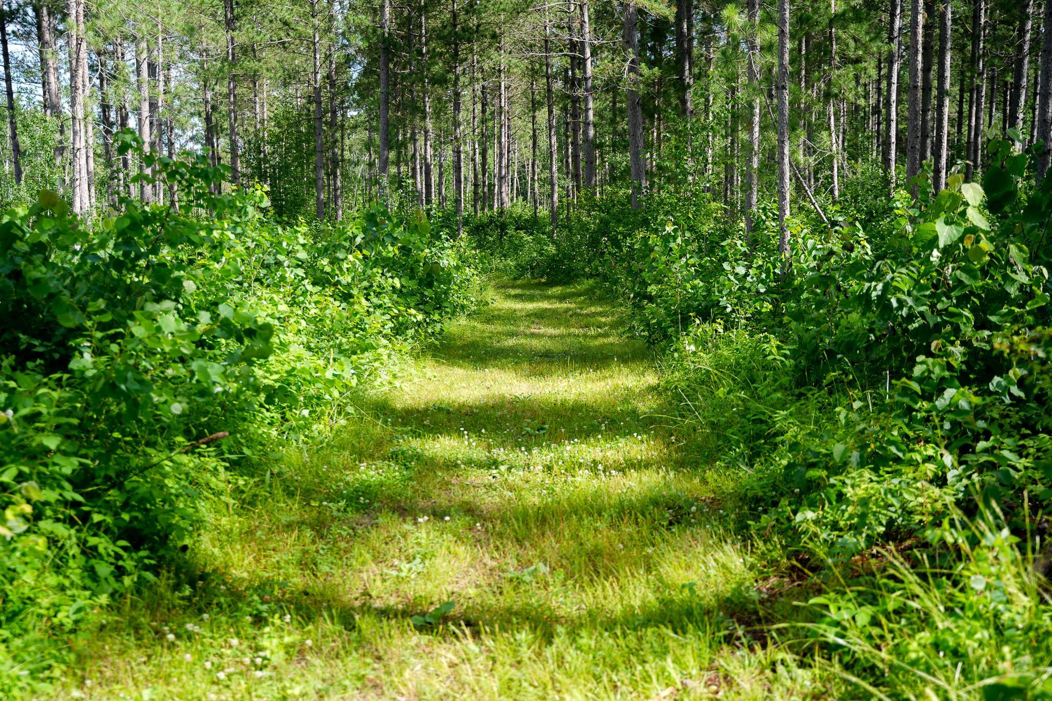Trails