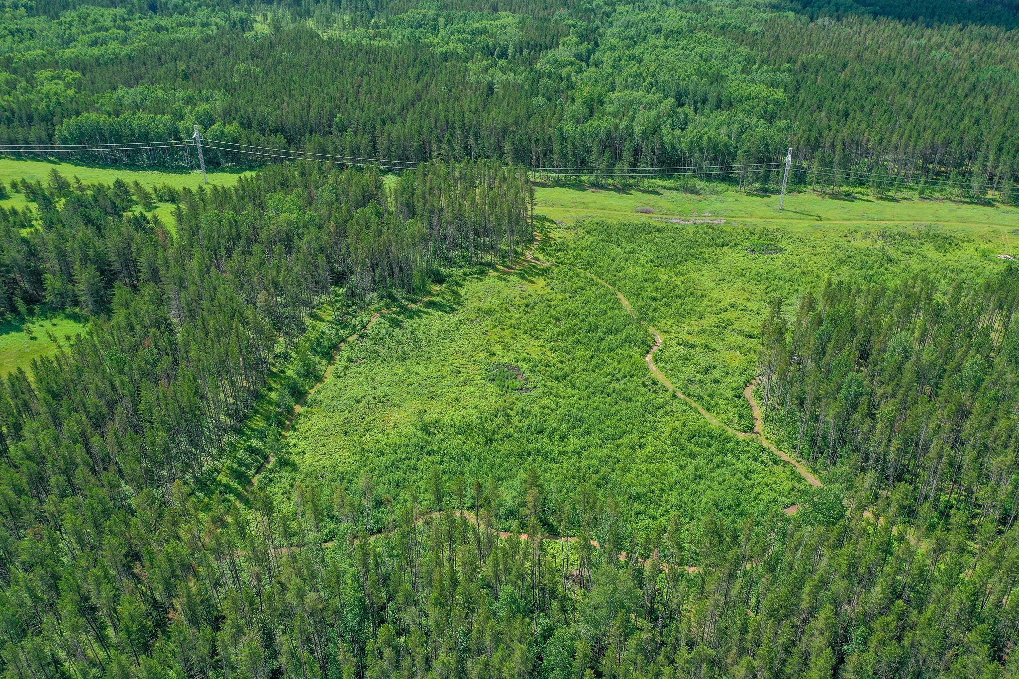 Clear cut in fall of 2024, replanted with 2,500 Red Pine Trees.jpg