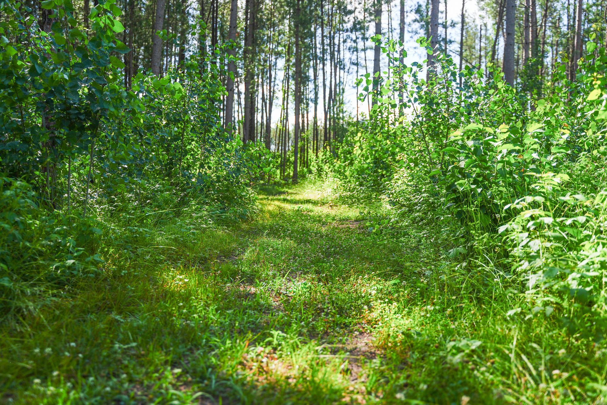 Walkable trails throughout