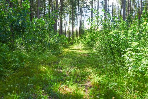28391 County 109, Menahga, MN 56464