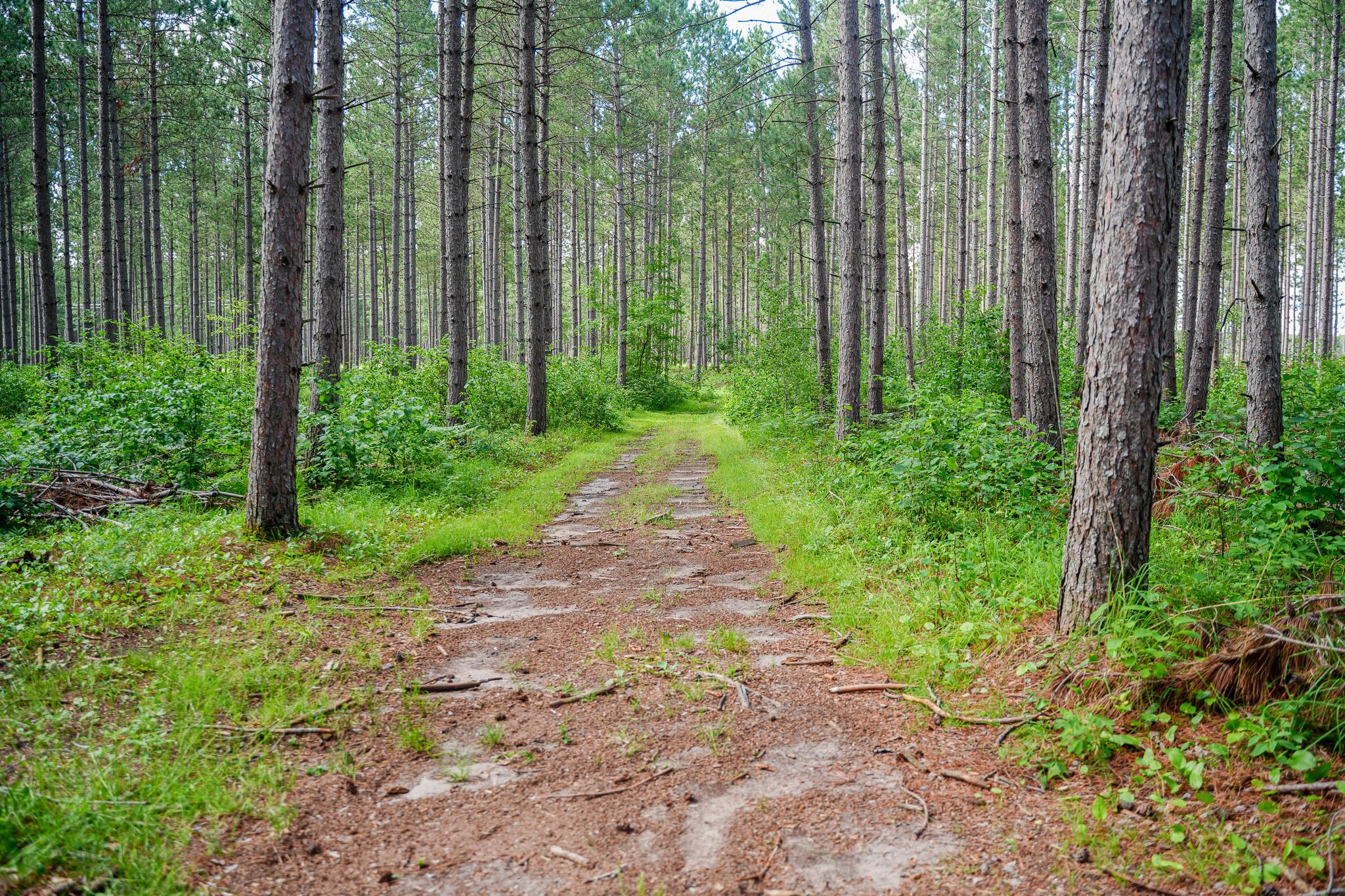 More Trails