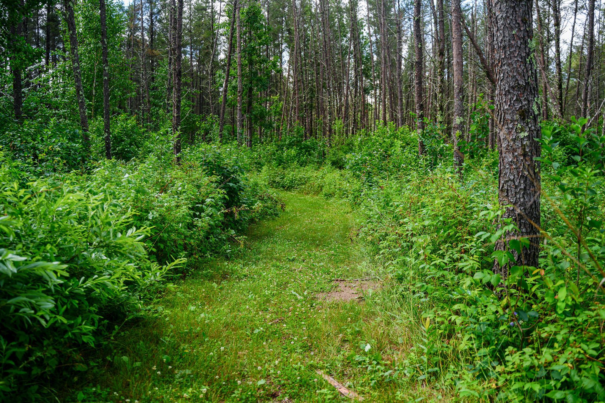 Trails