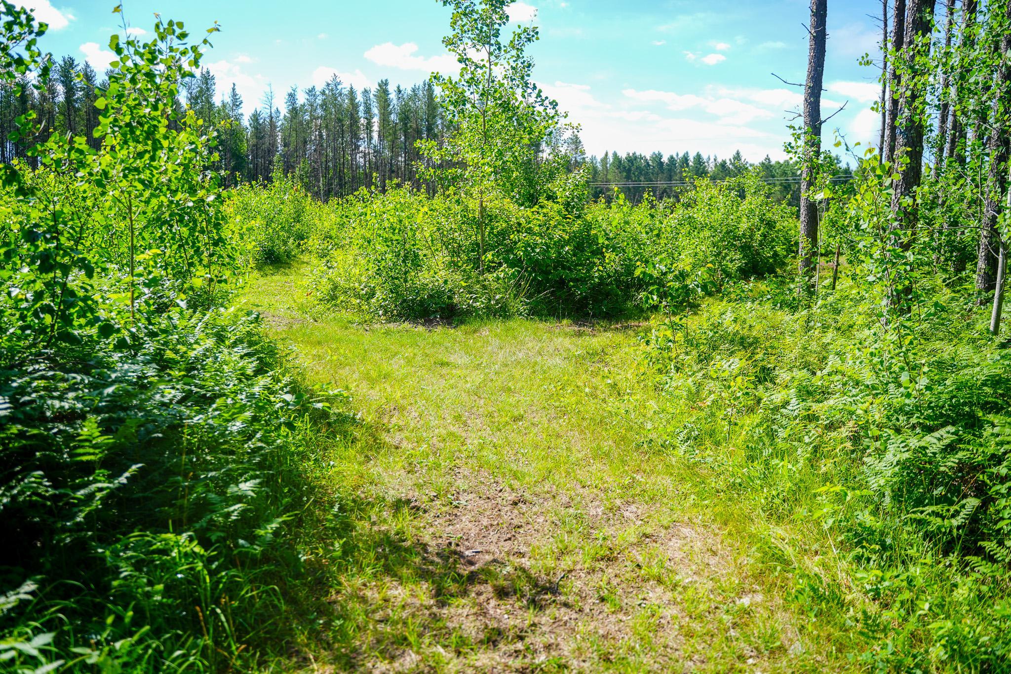 Trails