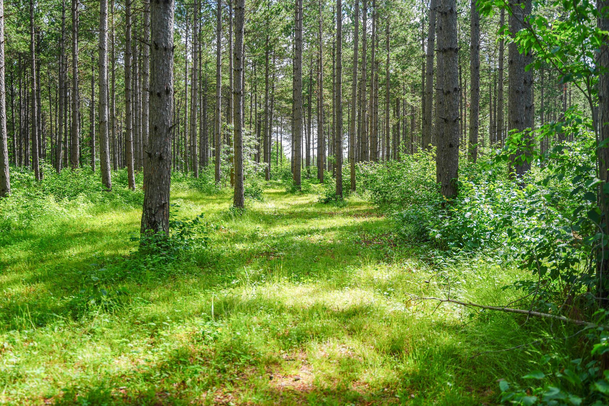 Food plot