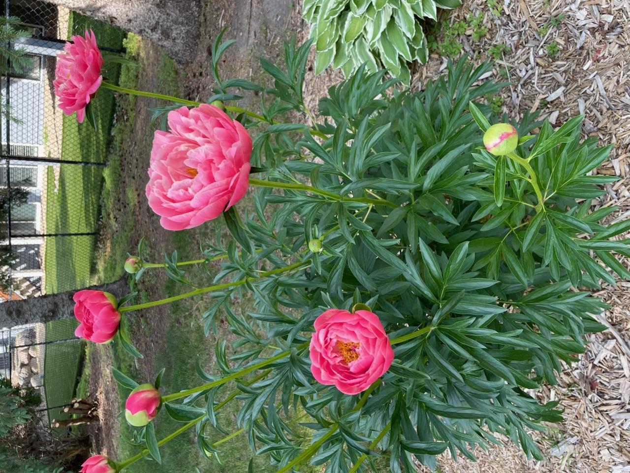 Flower...