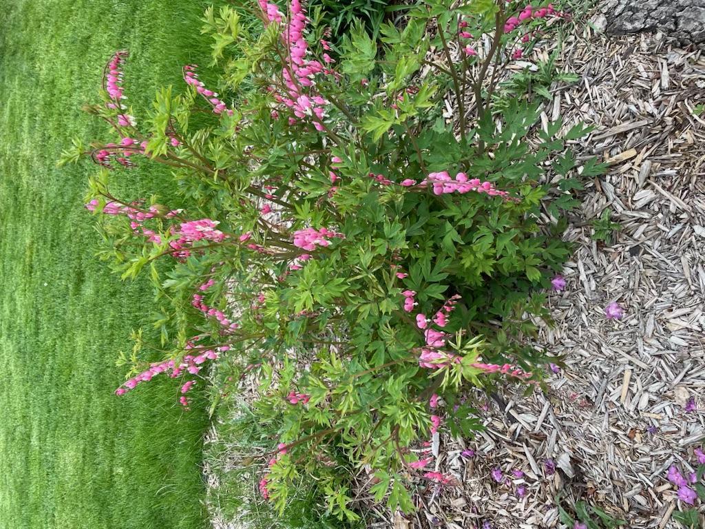 Flowers...