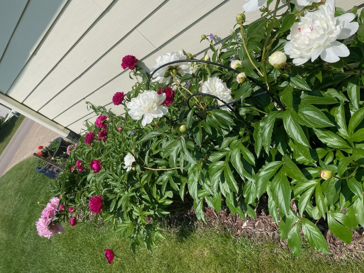 A variety of landscaped beds around the home.
