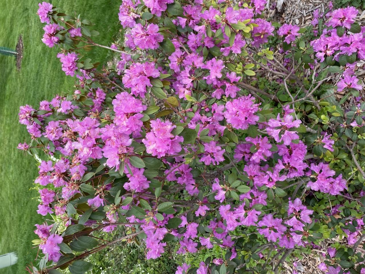 Flowers....