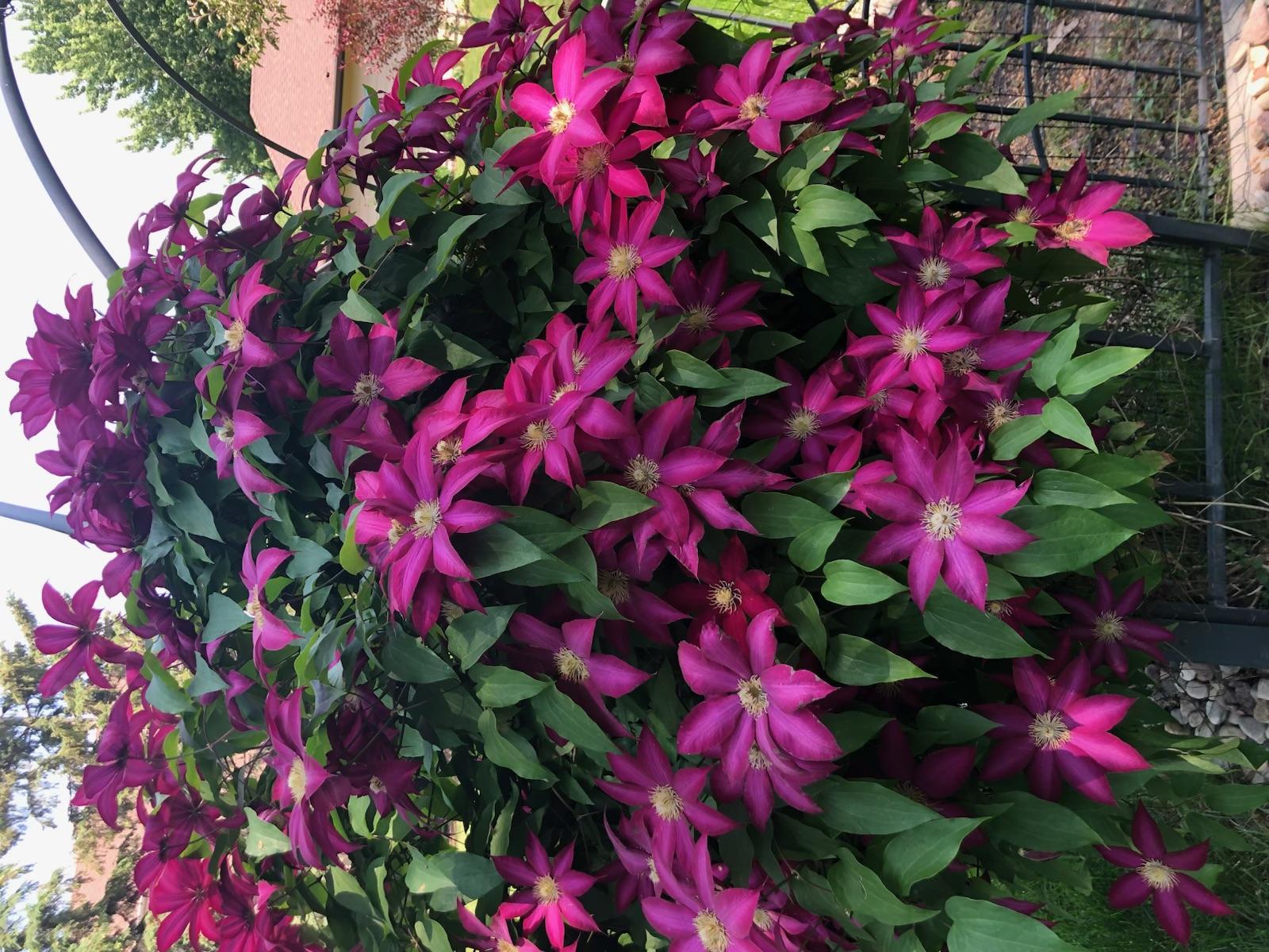 The landscaping in full bloom.