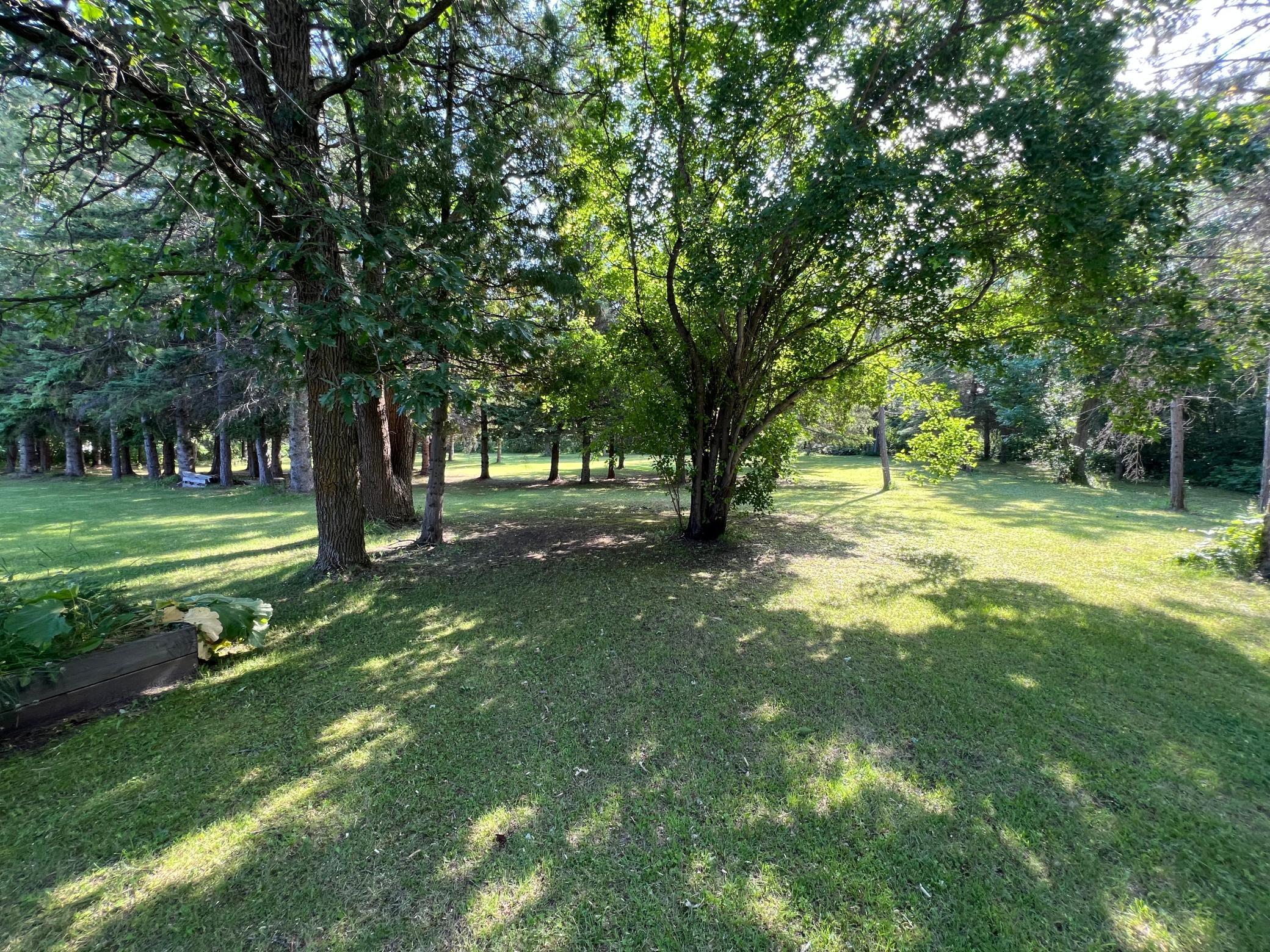 Back yard.jpeg