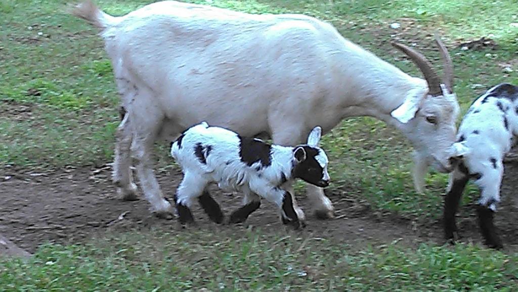 Momma and her babies are always a highlight for young and old alike!