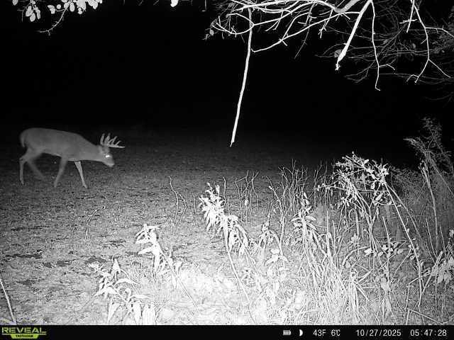 Abundant wildlife throughout the property.