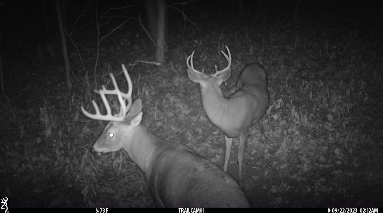 Outstanding deer and wildlife habitat.