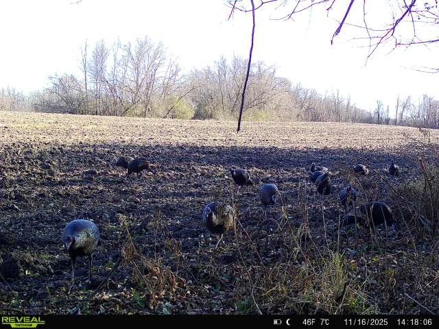 Ideal habitat for deer, turkey, and waterfowl.