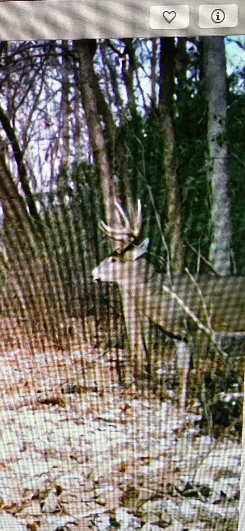 Frequent deer and turkey sightings.