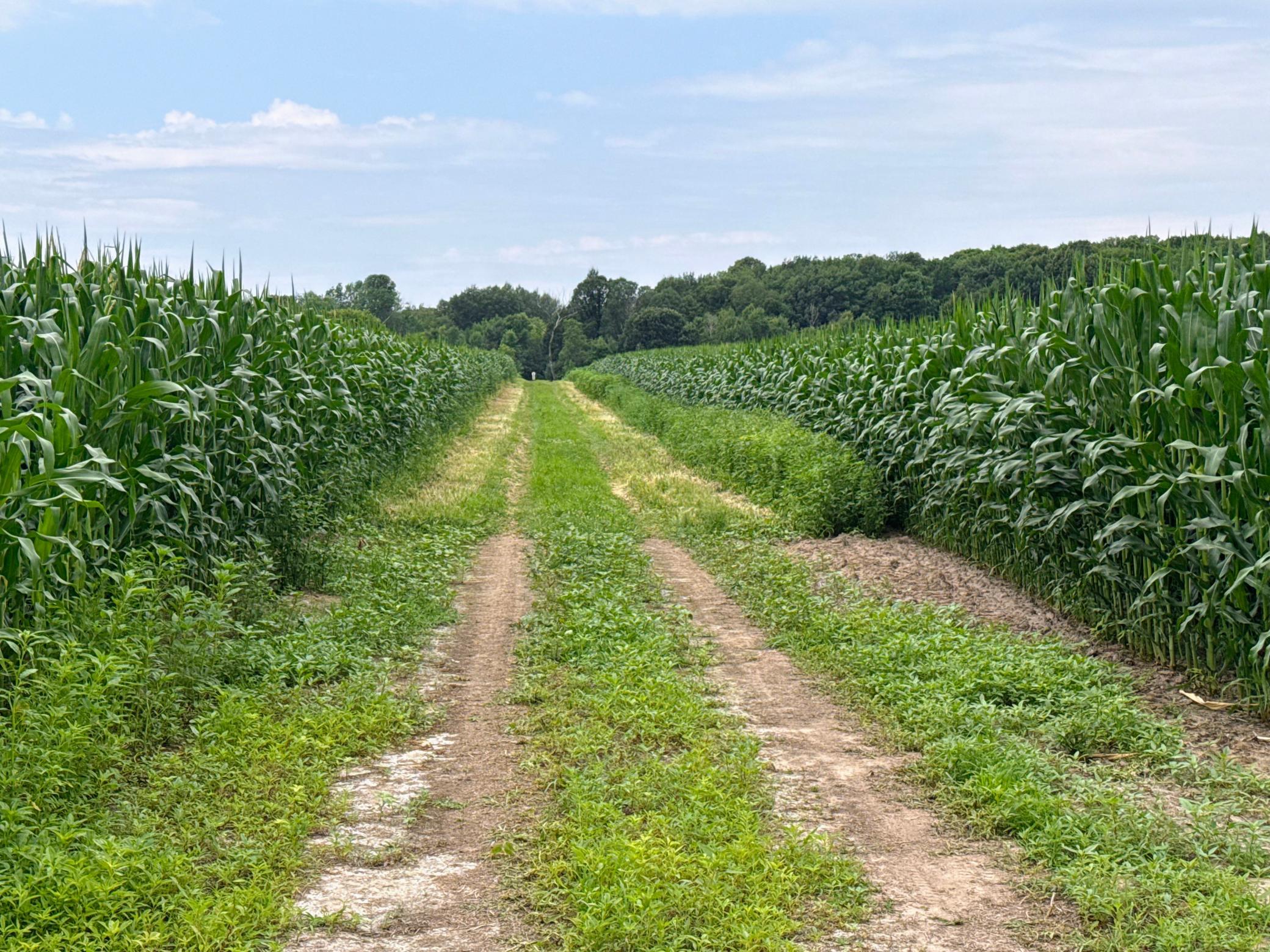 Established driveway into the property.