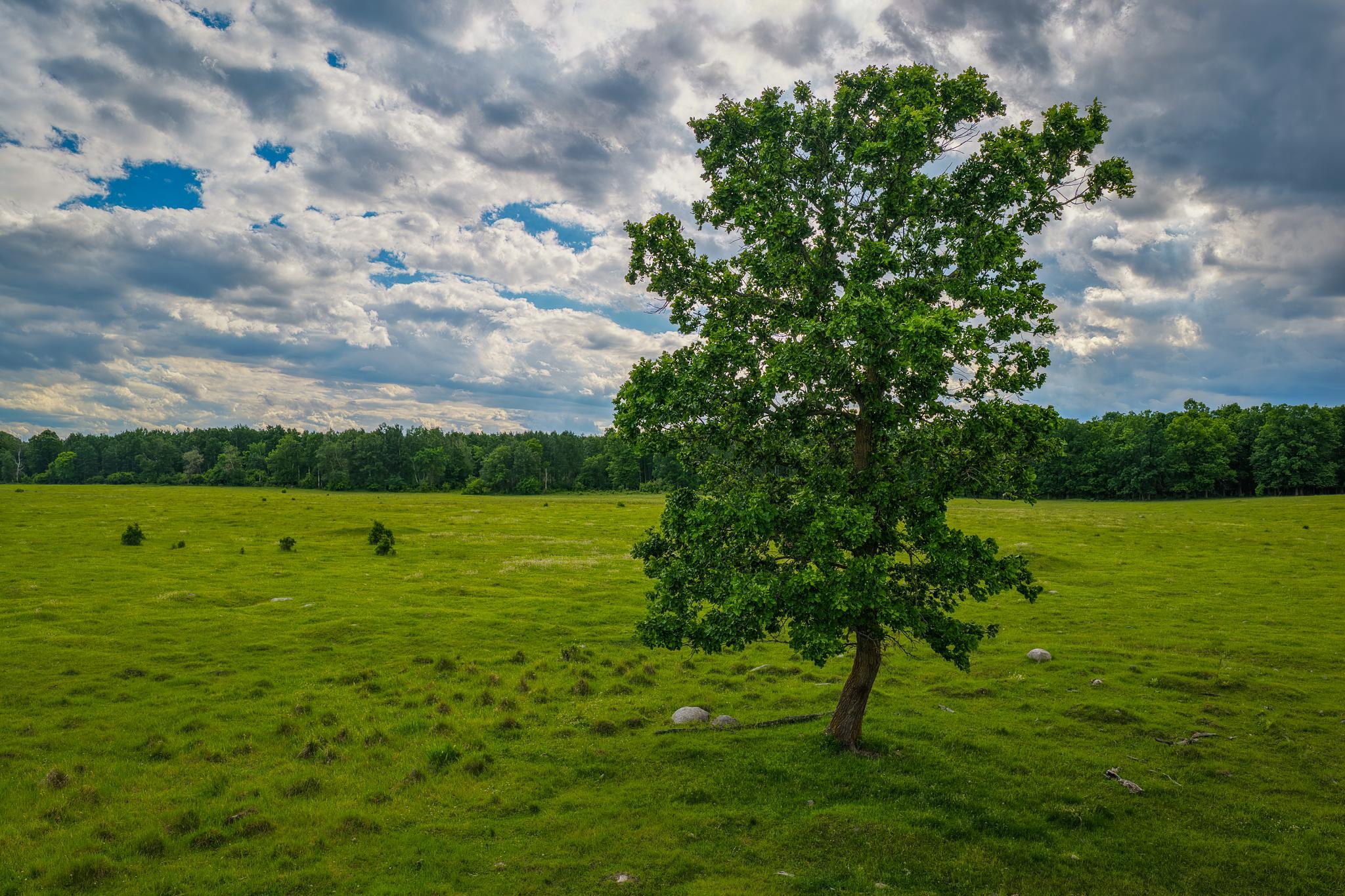 AW_ShevlinAcreage-