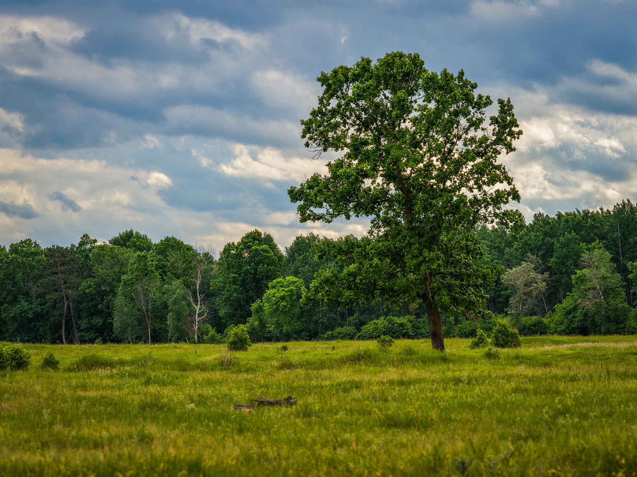 AW_ShevlinAcreage-