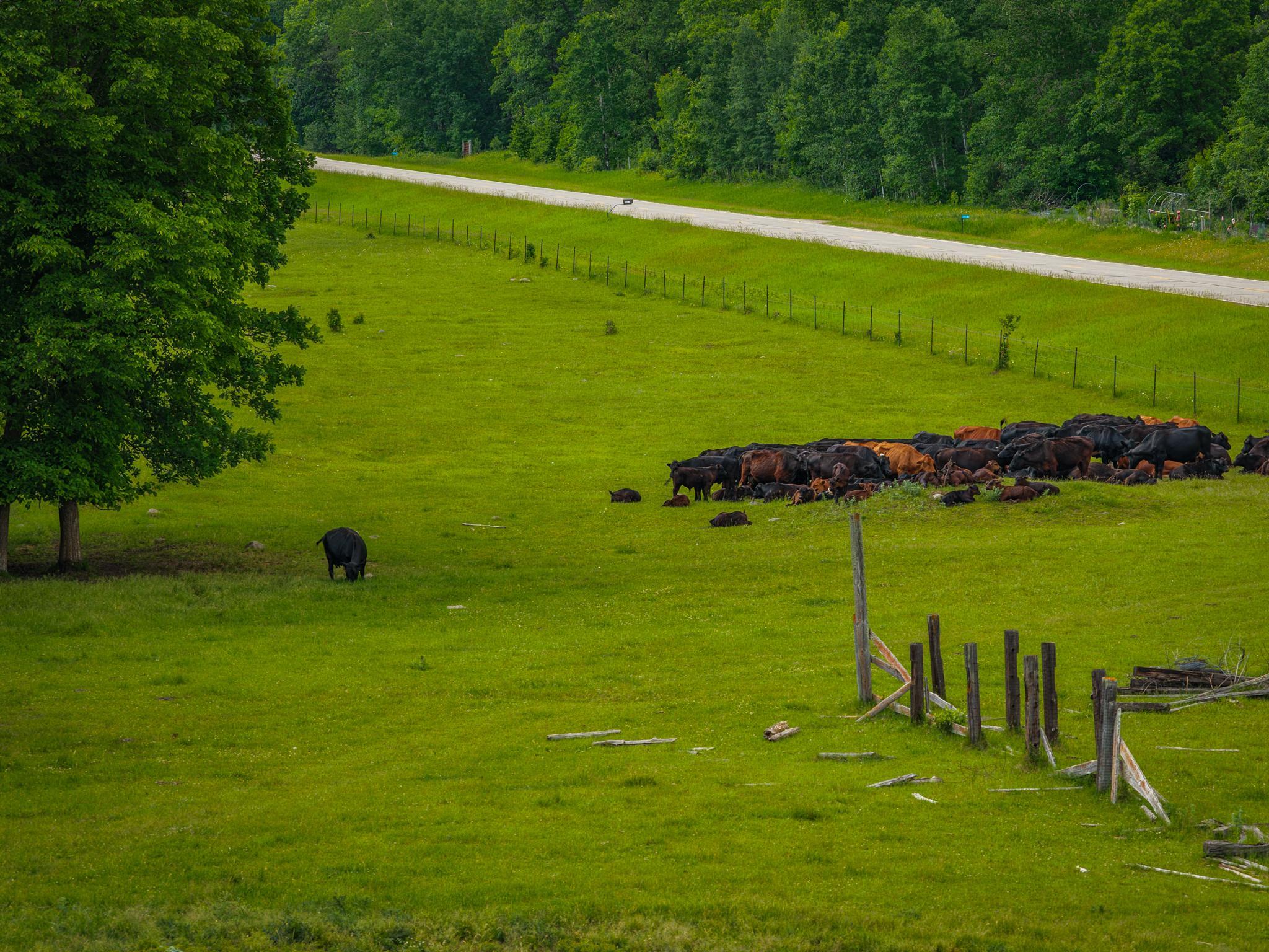 AW_ShevlinAcreage-