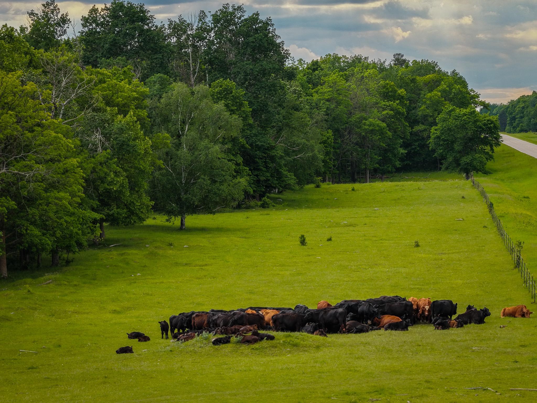 AW_ShevlinAcreage