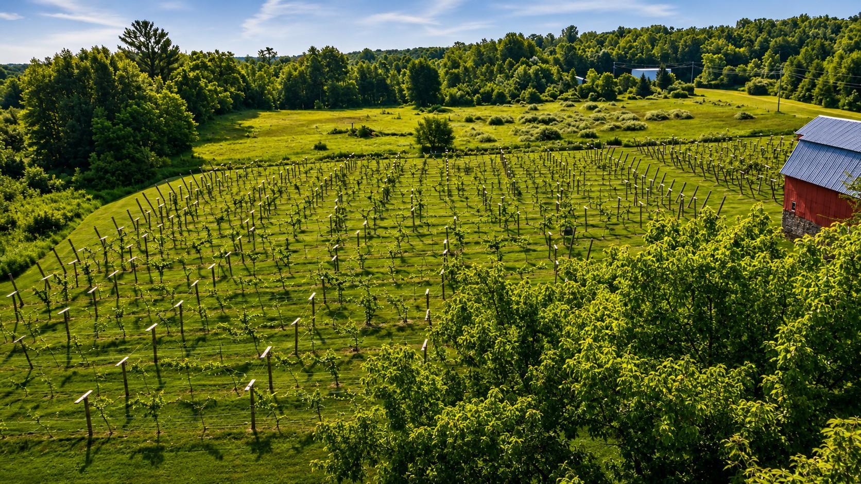 Exterior Vines Aerial