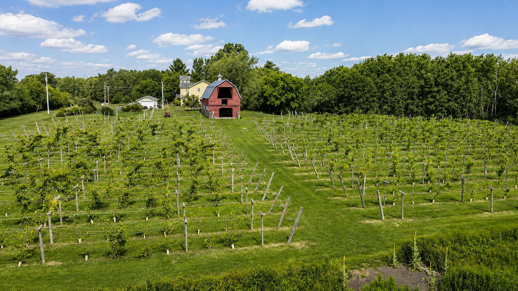 Exterior Vines Barn
