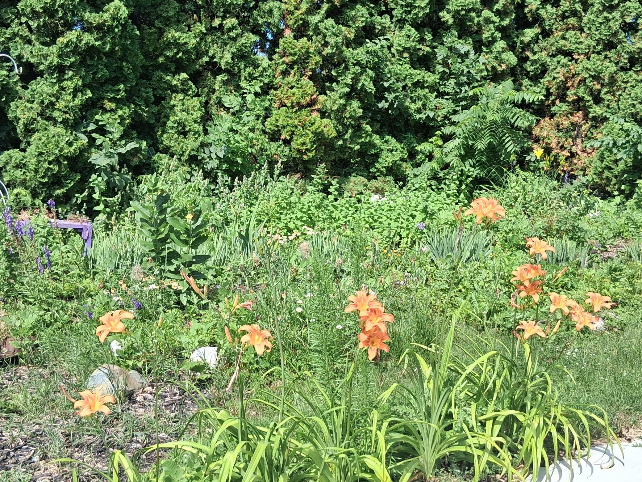 garden.jpg