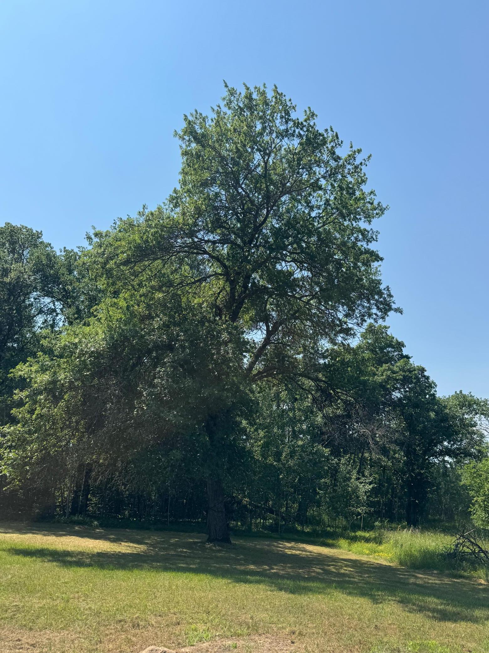 Mature Oaks