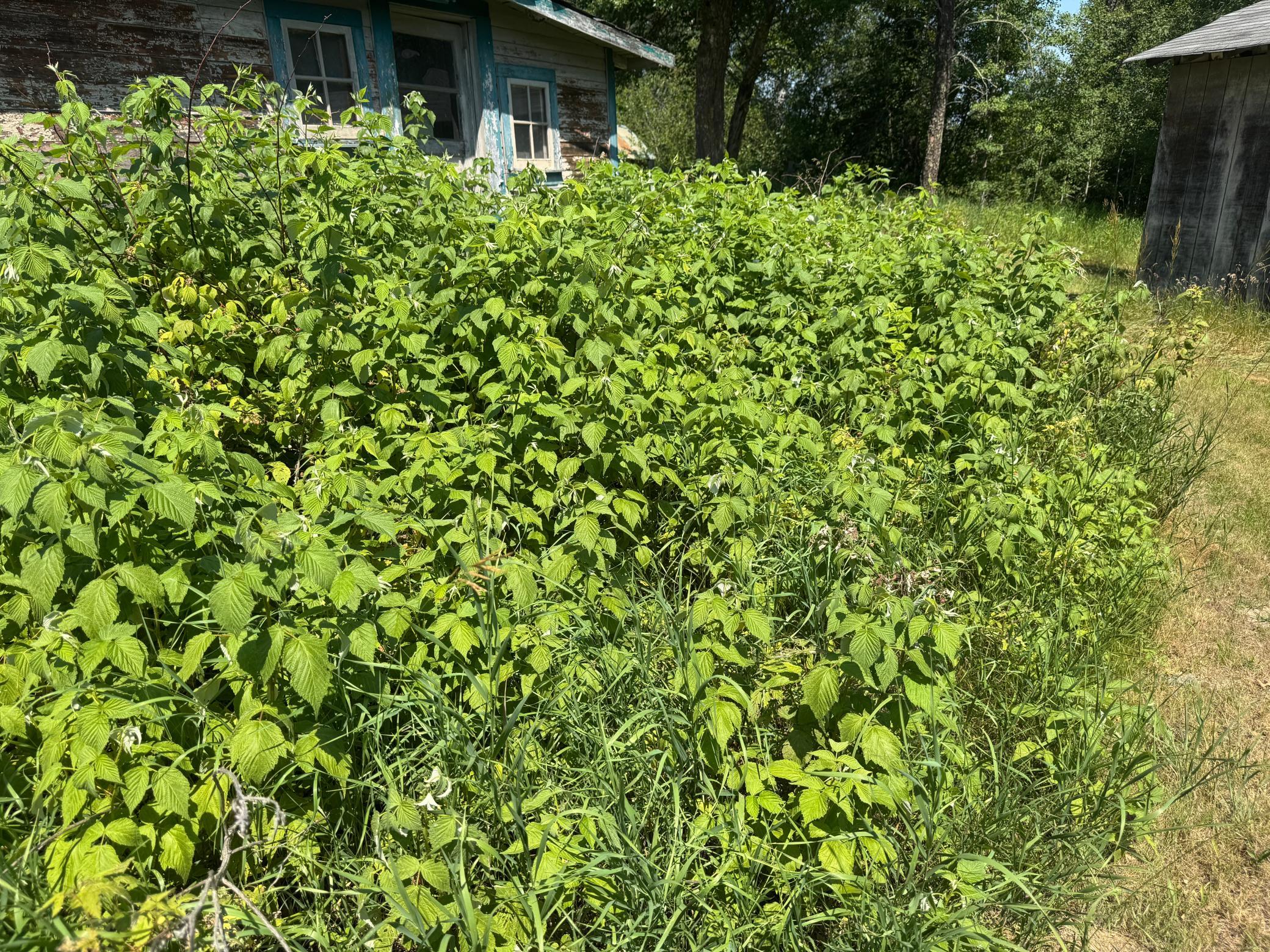 Wild Raspberries
