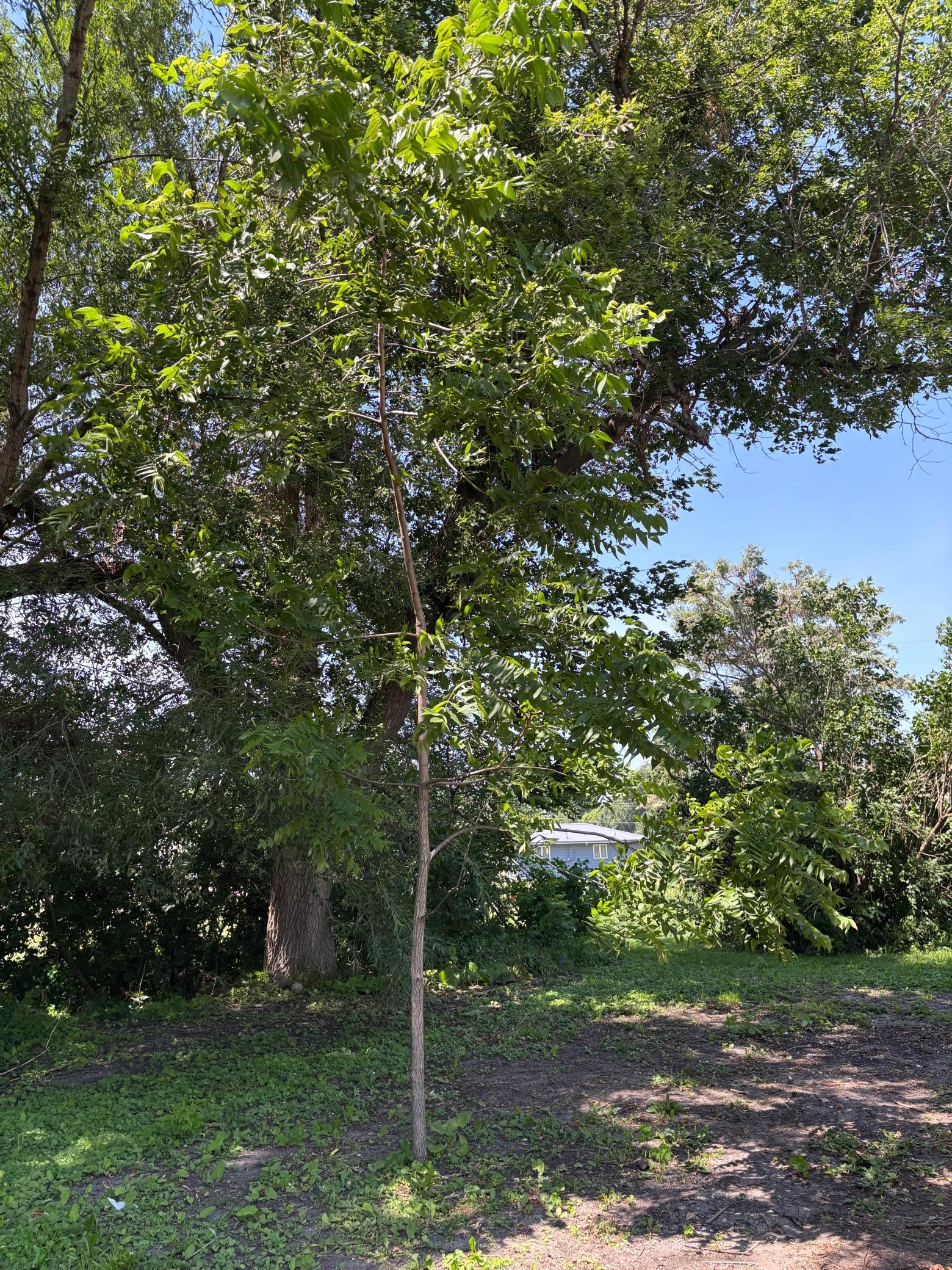 Black Walnut Tree