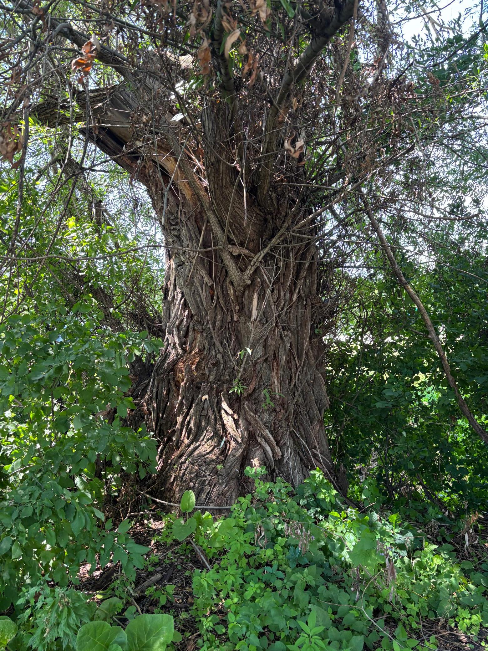 Gnarly Tree