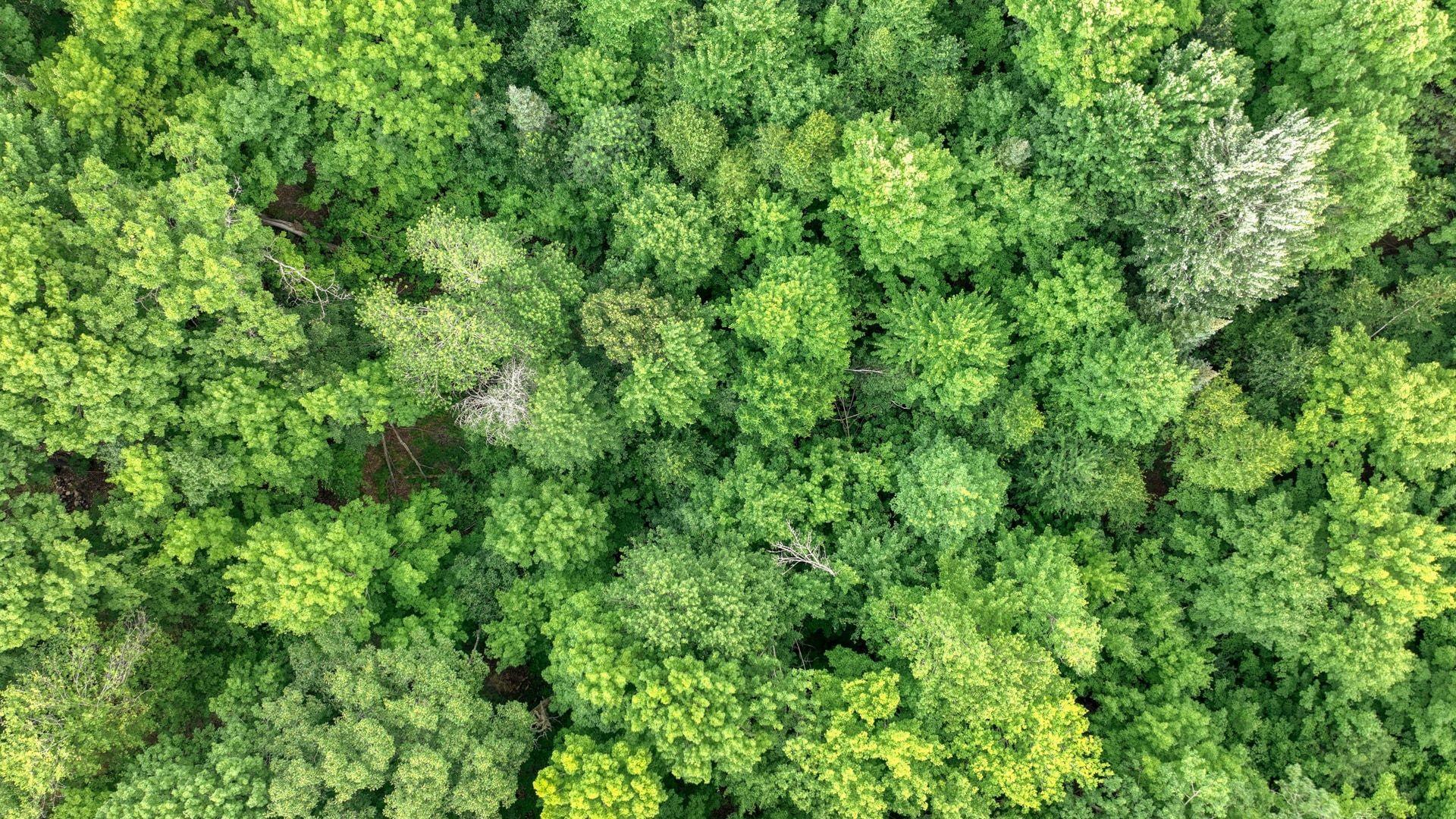 009_dji_0145_9_83.jpg