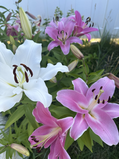 Seller’s Photo