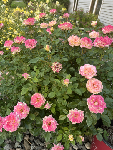 Seller’s Photo