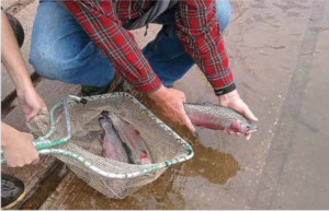 Undated photo of trout being stocked in Little Long Lake by the MN DNR. Do your own research as the number stocked varies from year to year, but this spring fed lake does hold a sustained population regardless.