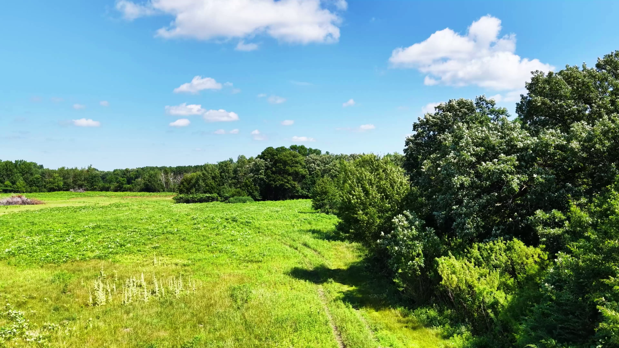 Mature Oaks are Plentiful.
