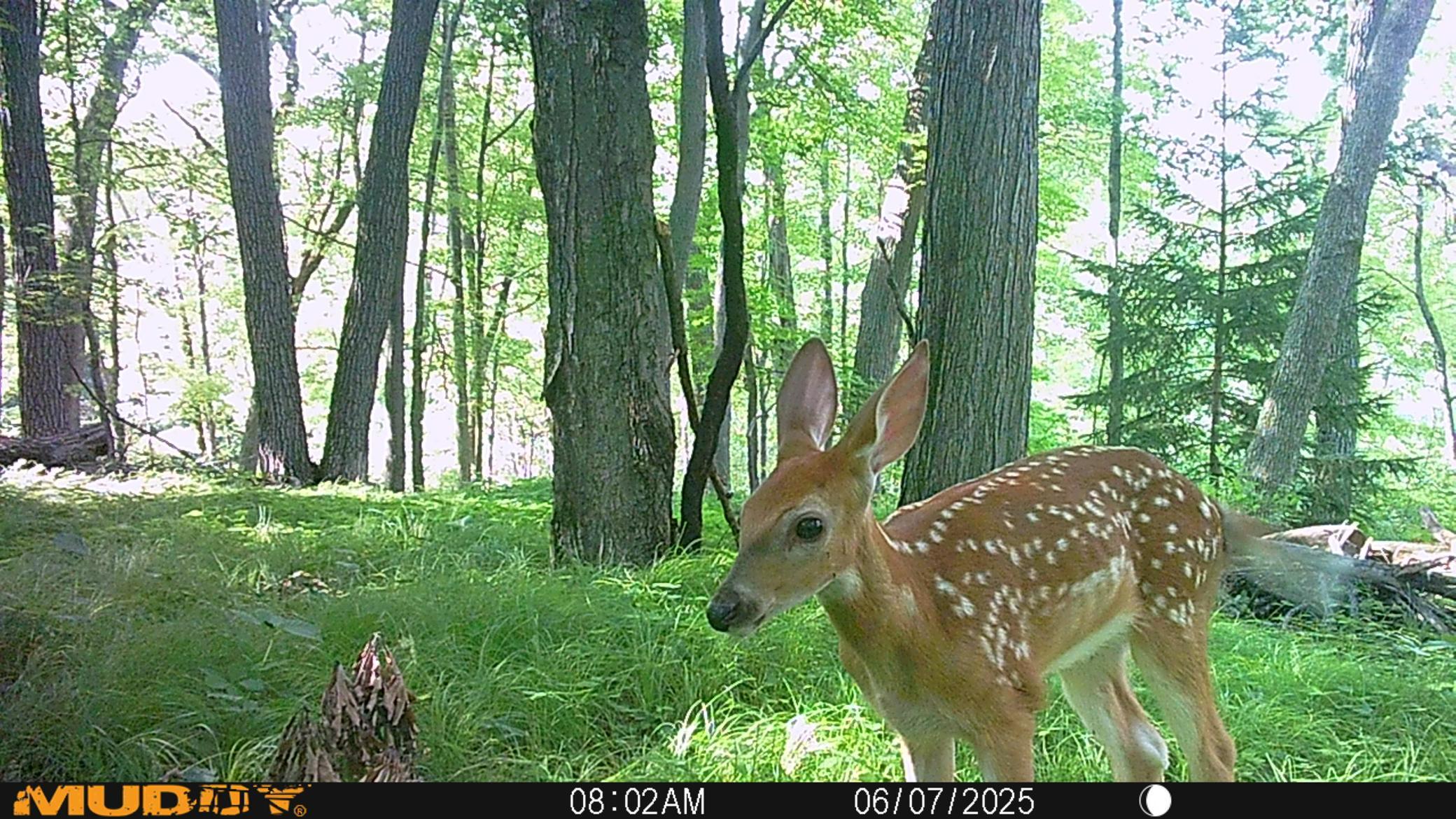 Photo 44