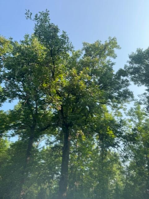 IMG_1443.jpeg