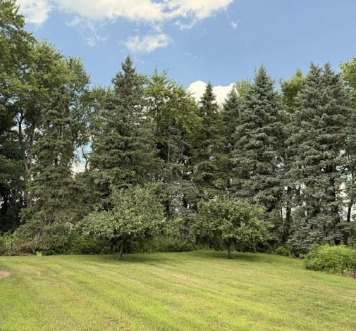 50 Honeycrisp Trees.jpg