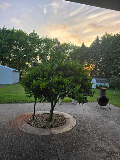 57 Magnolia Tree.jpg