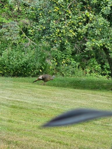 60 Yard Guest 1.jpg
