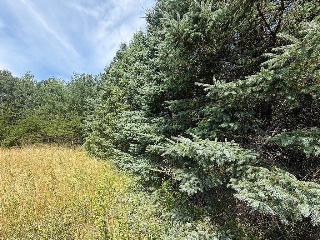 Huge variety of trees throughout the property.