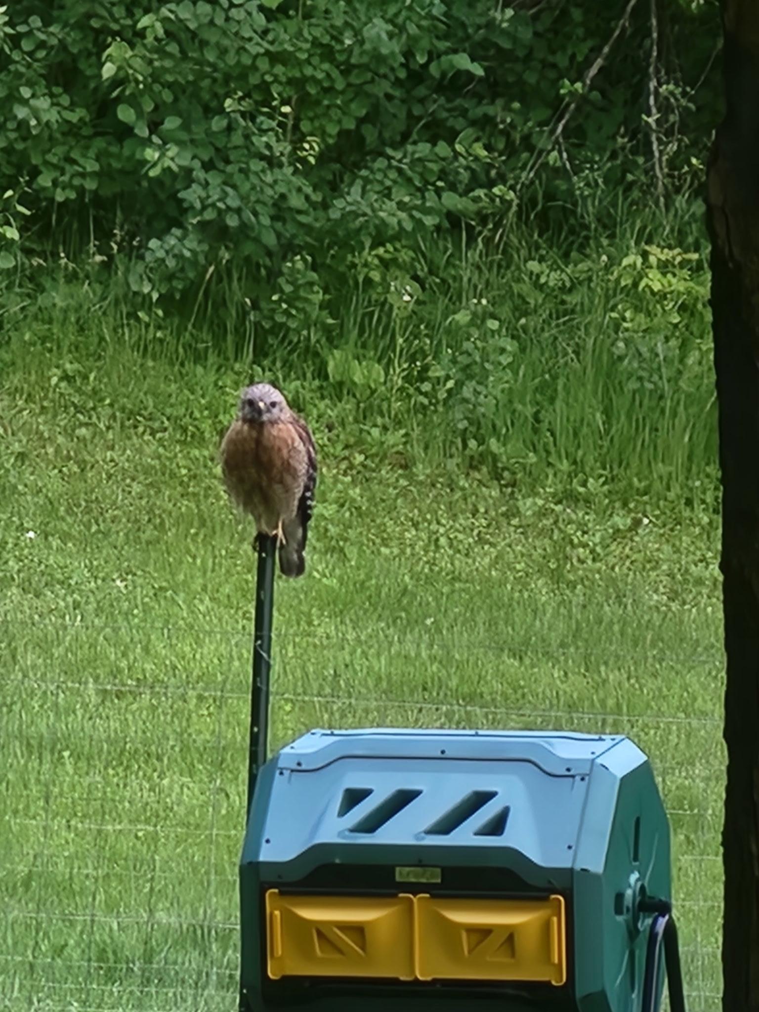 Feathered friends abound!
