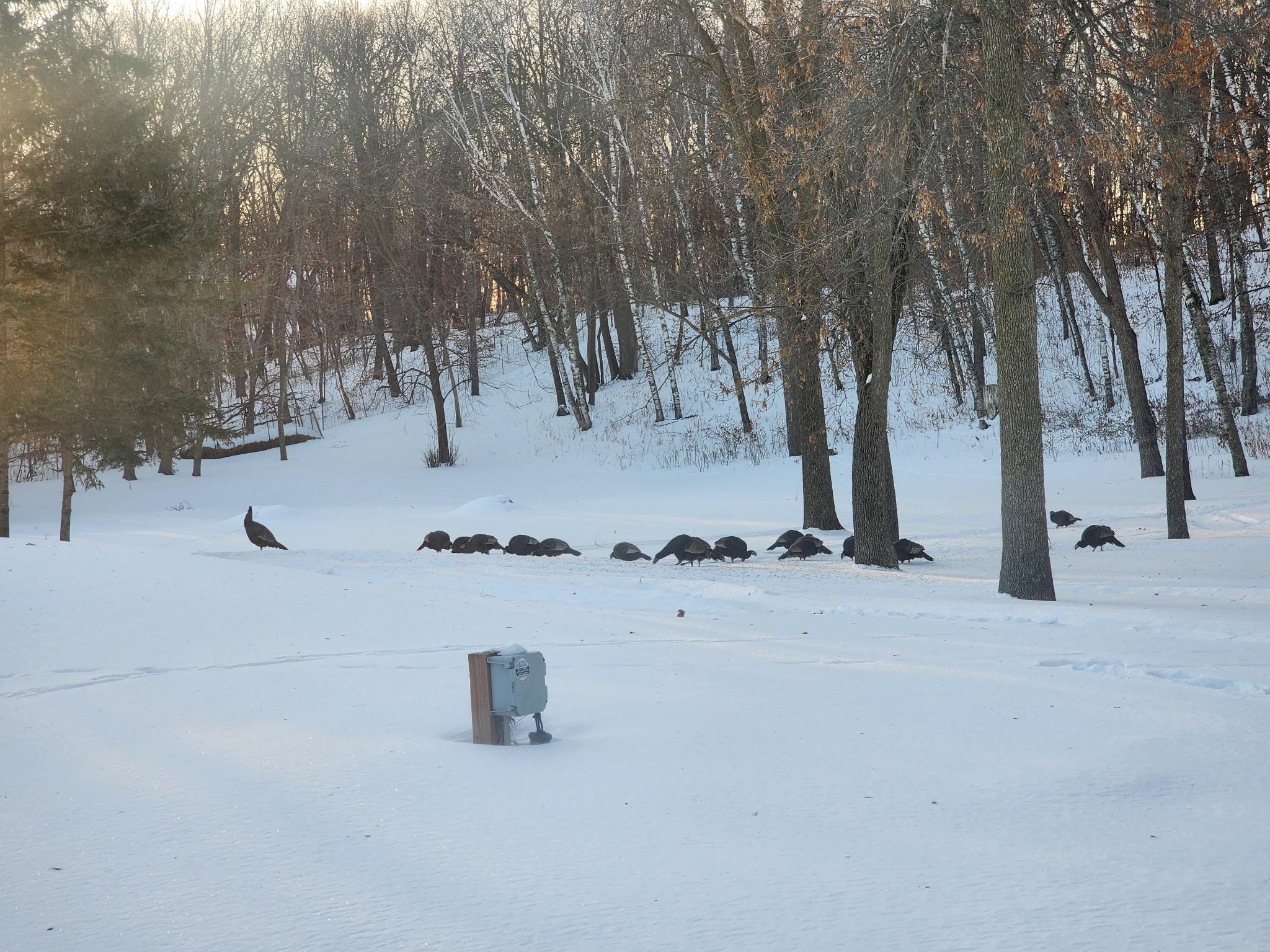 Turkeys!