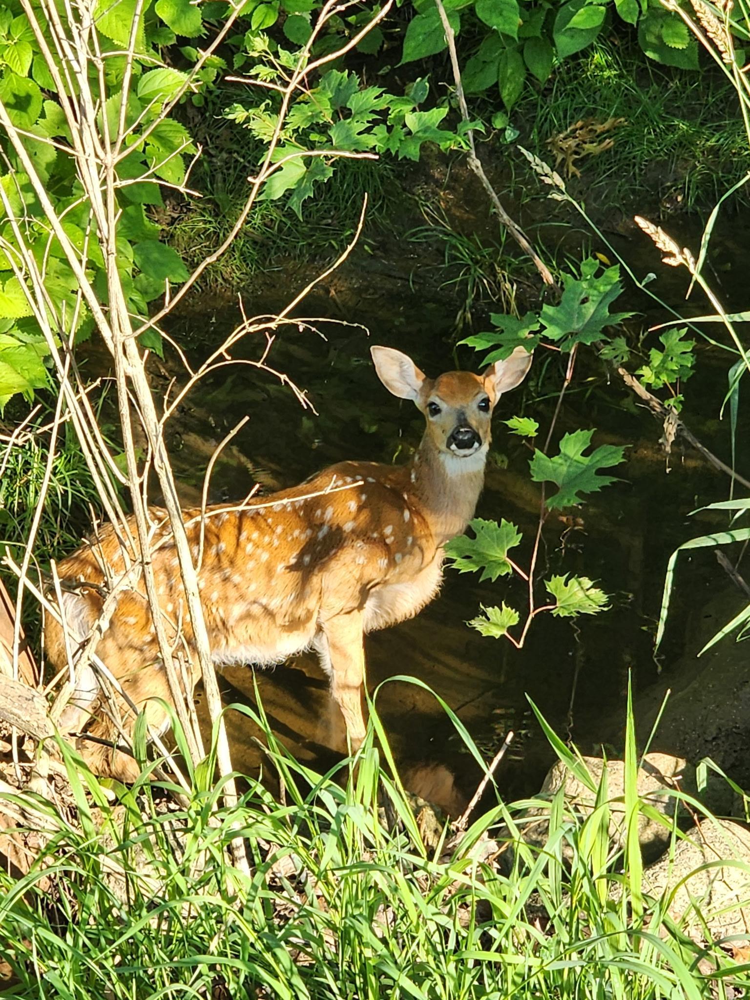 Deer are frequent visitors!