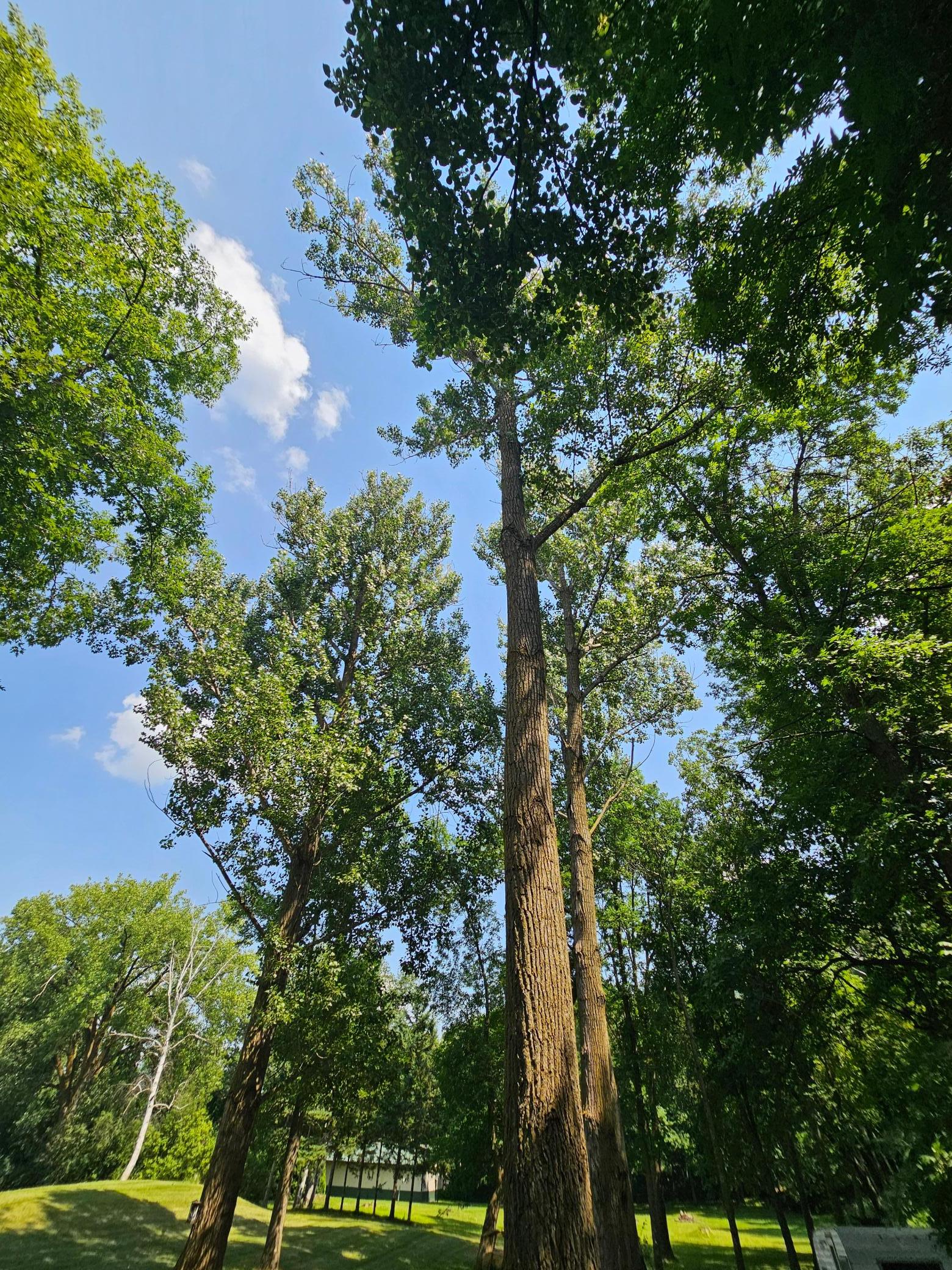 Beautiful mature trees!