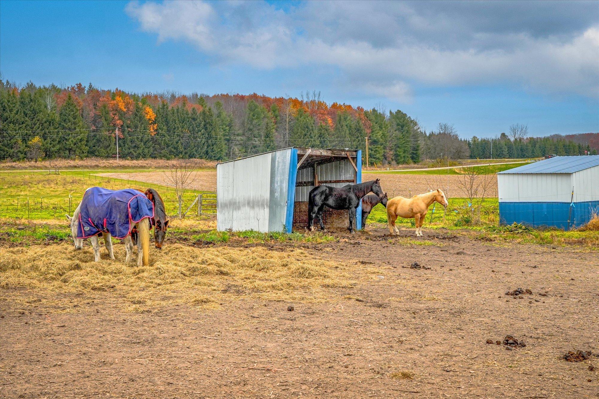 Ponies!