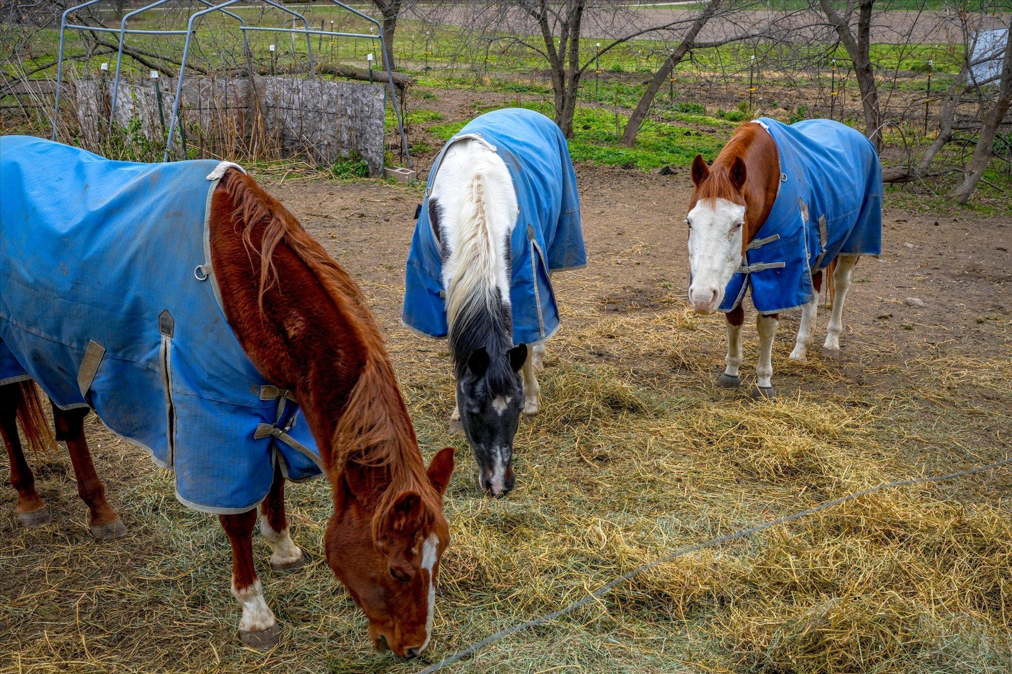 Fenced Pastures & Friends
