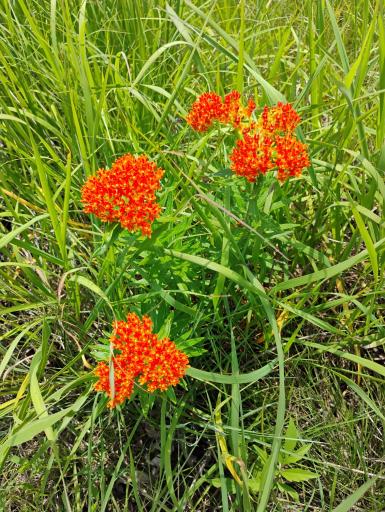 Butterfly weed in restored native prairie