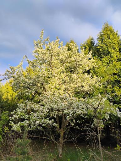 Flowering crab trees, plums and mulberries along driveway